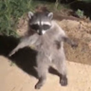 Meet your Posher, Calvin